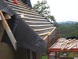 tullahemp 2620.JPG